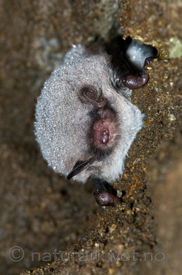 BB 11 0028 / Myotis daubentonii / Vannflaggermus